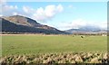 SH5941 : Cattle grazing on reclaimed land, Traeth Mawr by Christine Johnstone