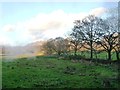 SH6043 : Trees along a field boundary, west of Erw Fawr by Christine Johnstone