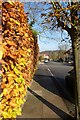 Hedge along Garden Road