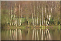 SK4848 : Reflected birches by Alan Murray-Rust