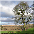 Oak above the valley