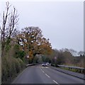 Oak tree, Ellesmere Road, north of Shrewsbury