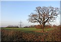 Tree and Pylon in the Evening