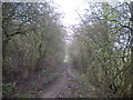 Bridleway through the trees south of Gotham