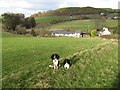 Rhos Goch farmland