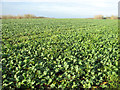 Brassica crop field beside the footpath