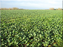 TG1702 : Brassica crop field beside the footpath by Evelyn Simak