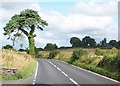 Ivy-clad Scots Pine above the A50 east of Ballyward