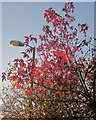 Acer leaves, Torquay