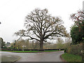 Tree in the centre of Marbury village