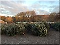 Keele Christmas Tree Farm