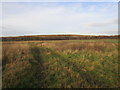 View towards Bootham Lane landfill site