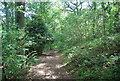 Path, Bilton Beck Wood