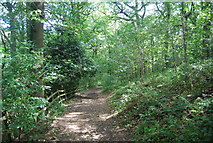 SE3158 : Path, Bilton Beck Wood by N Chadwick