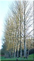 Row of poplars