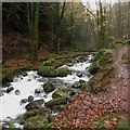 Comb Beck, Thornthwaite Forest