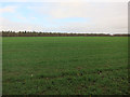 Field near Fen Ditton