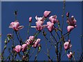 Magnolia in bloom, (close up) Wilmslow Road, Woodford