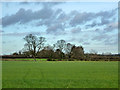 Hedgerow trees