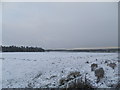 Snow covered field at Newton of Affleck