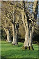 Tree trunks, Eyford Park