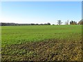 Pheasant Field/Broom Field/Brick Field