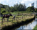 Horses next to Bawsey Drain in North Lynn