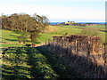 Path to Bamburgh west of Shada Plantation