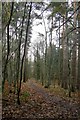 Track through Binton Wood