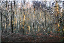 TM2243 : Brookhill Wood by N Chadwick