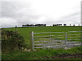 Shelter belt of trees on a drumlin southwest of the Legananny Road