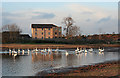 Swans on a Flood