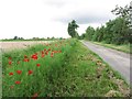 Roadside poppies, Mark Rd, near Tillingham, Essex