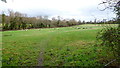 Path across a field with sheep