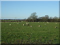 Grazing near Golden Hill Farm