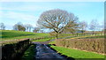 Farm tracks and oak