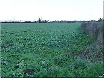 SE4169 : Arable field, Treblesyke Moor by Christine Johnstone