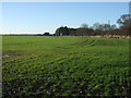 Crop field, Nafferton