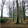 Beech wood by Highgate Lane, 1