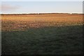 Field near Trewint