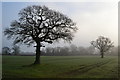 Trees in morning mist south of Petersfield