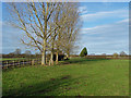 Paddock near Wapshott Farm