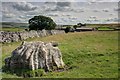 Limestone Boulder