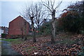 Tree sculptures on Newman Road, Wincobank