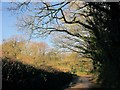 Lane near Treweatha