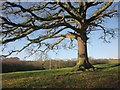 Oak near Lower Venton