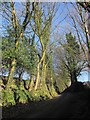 Lane near Lower Venton