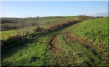 SX2966 : Field boundary near Butterdon Farm by Derek Harper