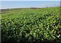 Beet near Butterdon Farm