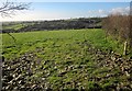 Sheep pasture above Tiddy valley